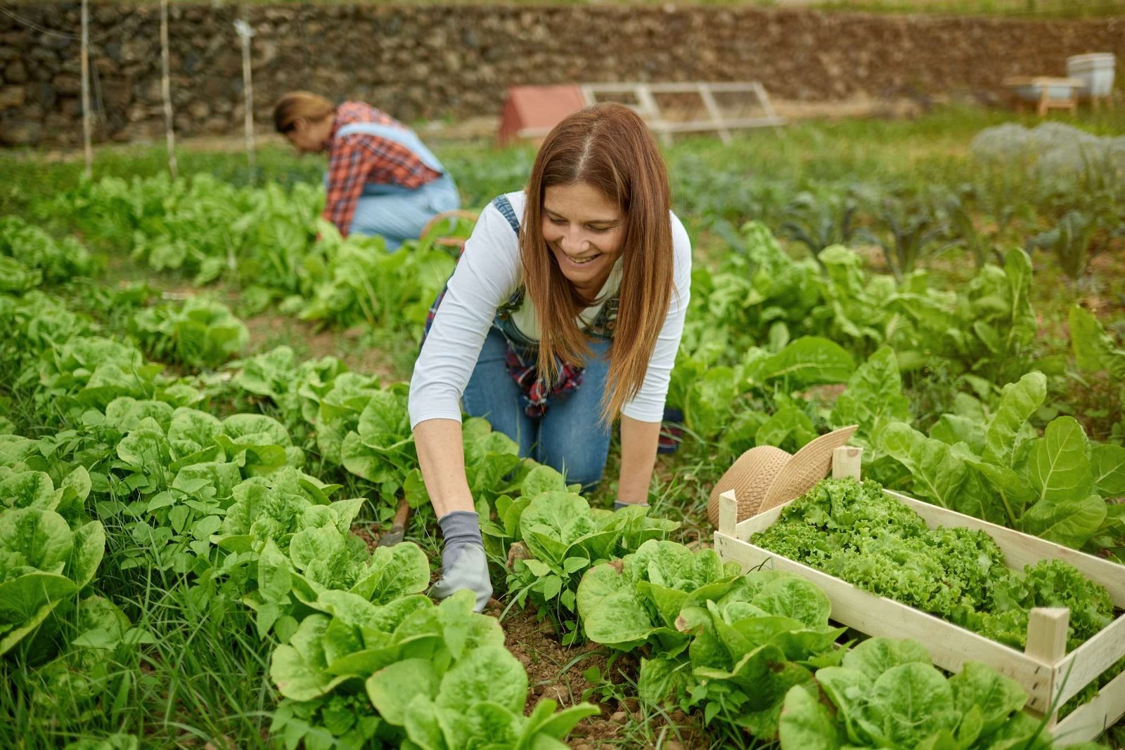 Latino adult female farmer working while harvesting